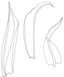 Streblotrichum convolutum, perichaetial leaves. Drawn from J.E. Beever 100-70, AK 289733.
 Image: R.D. Seppelt © R.D.Seppelt All rights reserved
